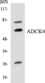 ADCK4 Cell Based ELISA Kit