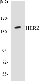 HER2 Cell Based ELISA Kit