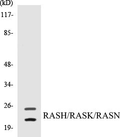 RASH Cell Based ELISA Kit