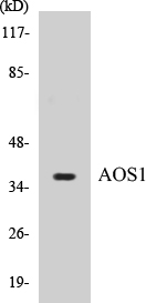 AOS1 Cell Based ELISA Kit