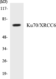 Ku70 Cell Based ELISA Kit
