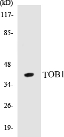 TOB1 Cell Based ELISA Kit
