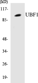 UBF1 Cell Based ELISA Kit