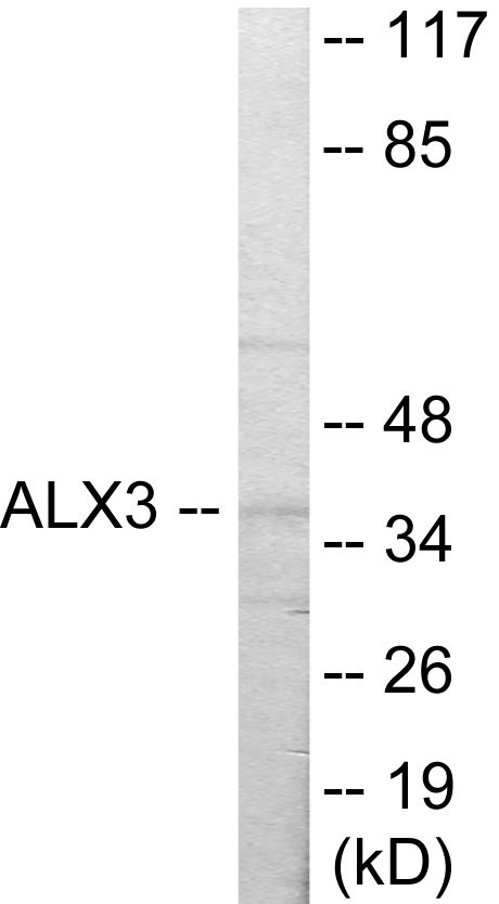ALX3 Cell Based ELISA Kit