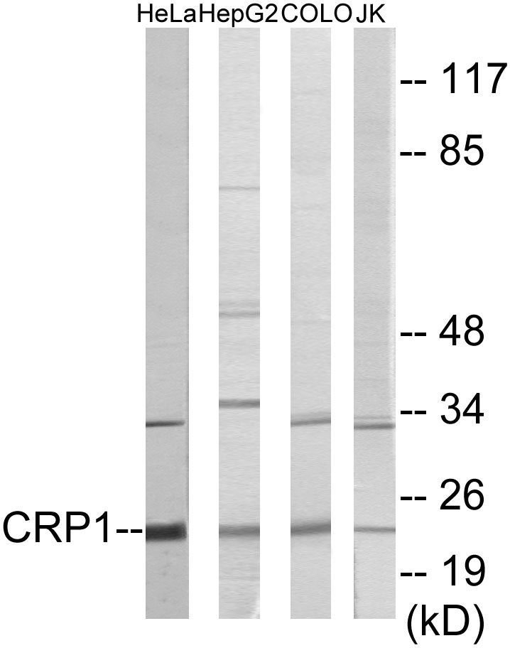 CRP1 Cell Based ELISA Kit