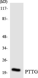 PTTG Cell Based ELISA Kit