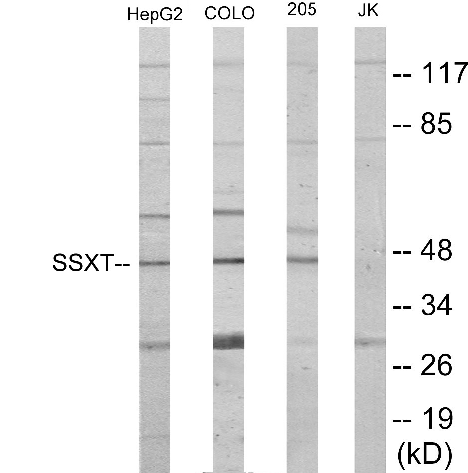 SSXT Cell Based ELISA Kit