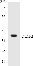 NDF2 Cell Based ELISA Kit