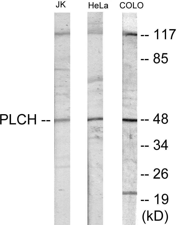 PLCH Cell Based ELISA Kit