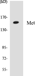 Met Cell Based ELISA Kit