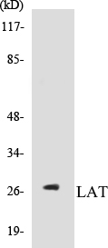 LAT Cell Based ELISA Kit