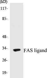 FAS ligand Cell Based ELISA Kit