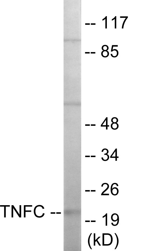 TNFC Cell Based ELISA Kit