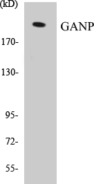 GANP Cell Based ELISA Kit