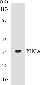PHCA Cell Based ELISA Kit