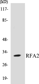 RFA2 Cell Based ELISA Kit