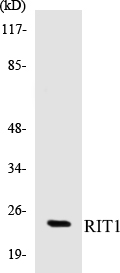 RIT1 Cell Based ELISA Kit
