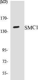 SMC1 Cell Based ELISA Kit