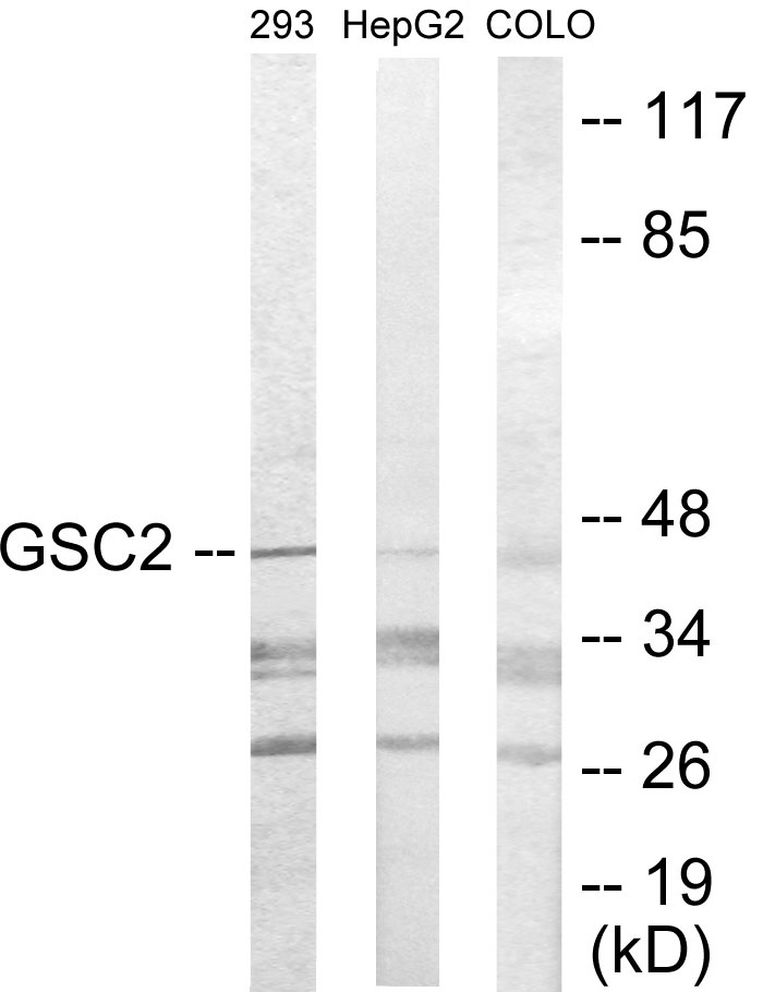 GSC2 Cell Based ELISA Kit