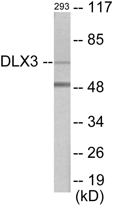 DLX3 Cell Based ELISA Kit