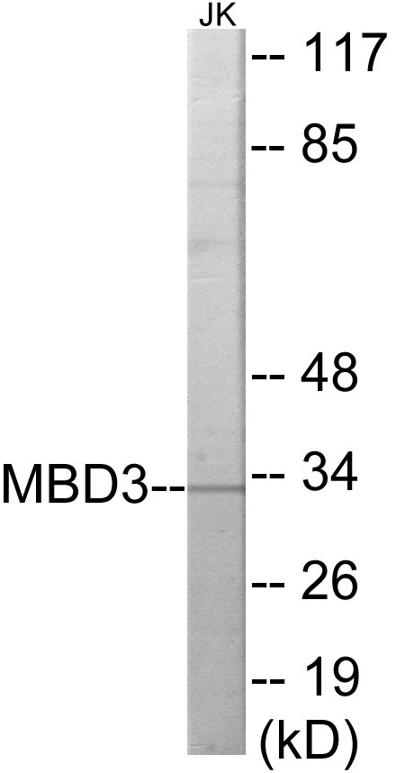 MBD3 Cell Based ELISA Kit