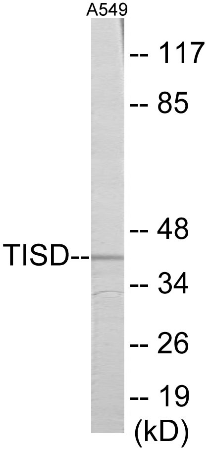 TISD Cell Based ELISA Kit