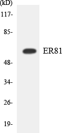 ER81 Cell Based ELISA Kit