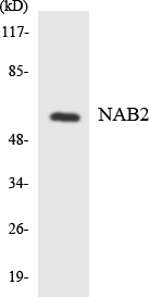 NAB2 Cell Based ELISA Kit