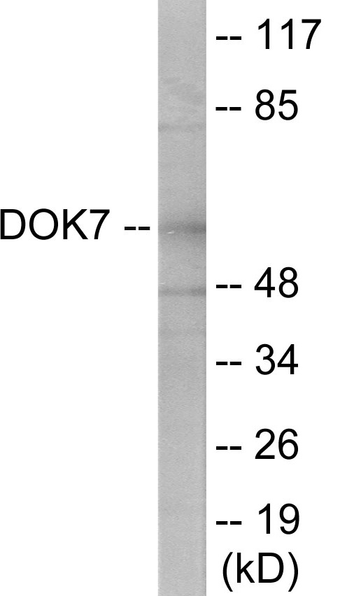DOK7 Cell Based ELISA Kit