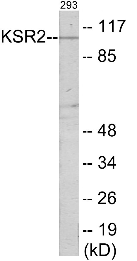 KSR2 Cell Based ELISA Kit