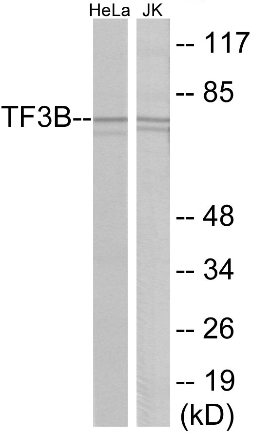 TF3B Cell Based ELISA Kit