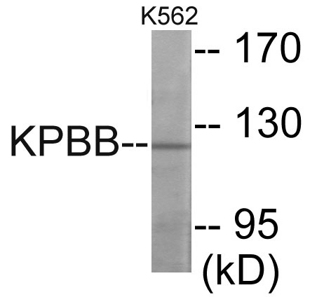 KPBB Cell Based ELISA Kit