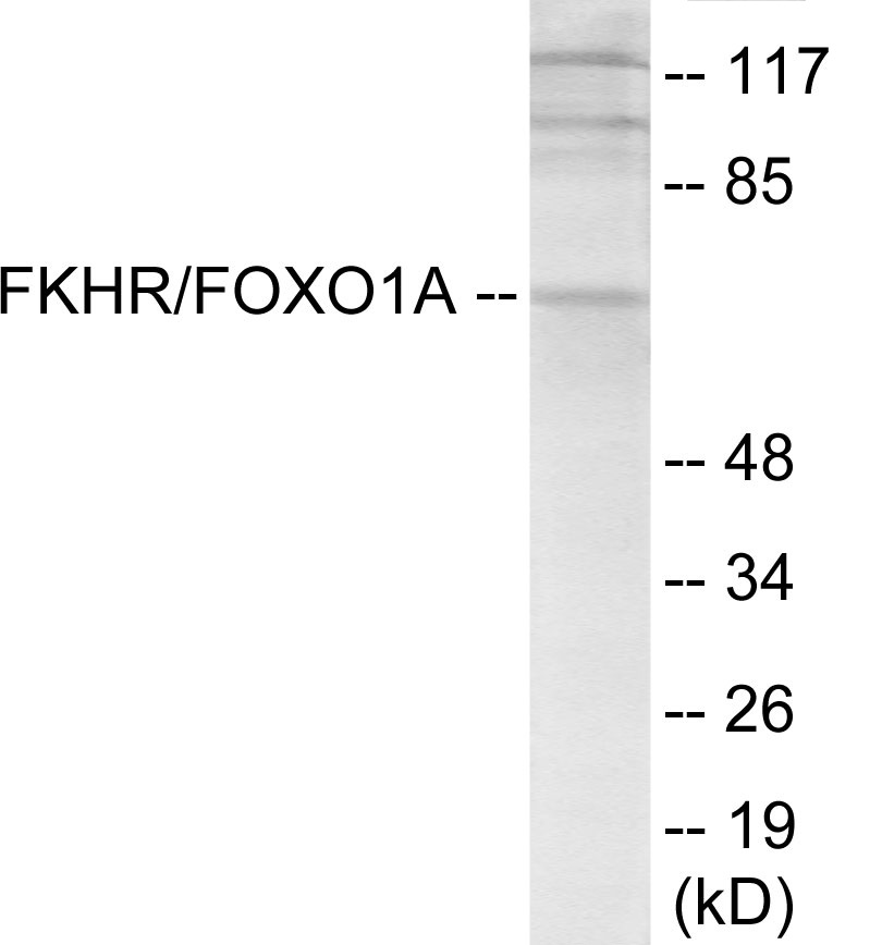 FKHR Cell Based ELISA Kit