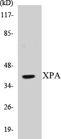 XPA Cell Based ELISA Kit
