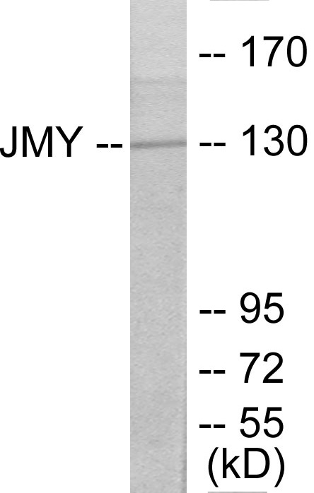 JMY Cell Based ELISA Kit