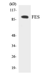 FES Cell Based ELISA Kit