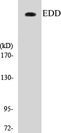 EDD Cell Based ELISA Kit