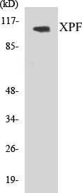 XPF Cell Based ELISA Kit
