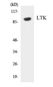 LTK Cell Based ELISA Kit