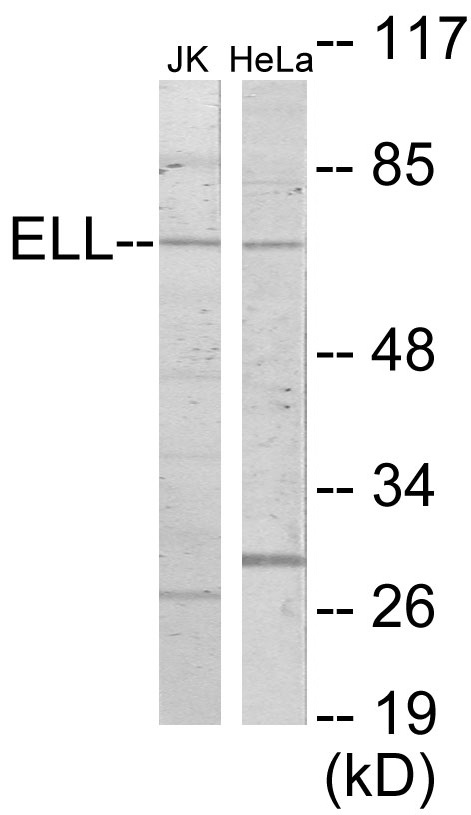 ELL Cell Based ELISA Kit