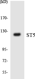 ST5 Cell Based ELISA Kit