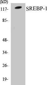 SREBP-1 Cell Based ELISA Kit
