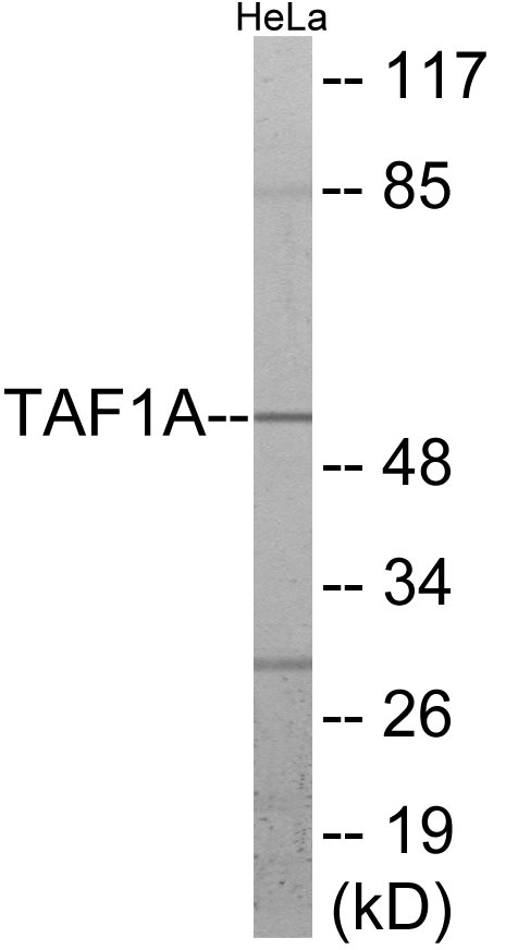 TAF1A Cell Based ELISA Kit