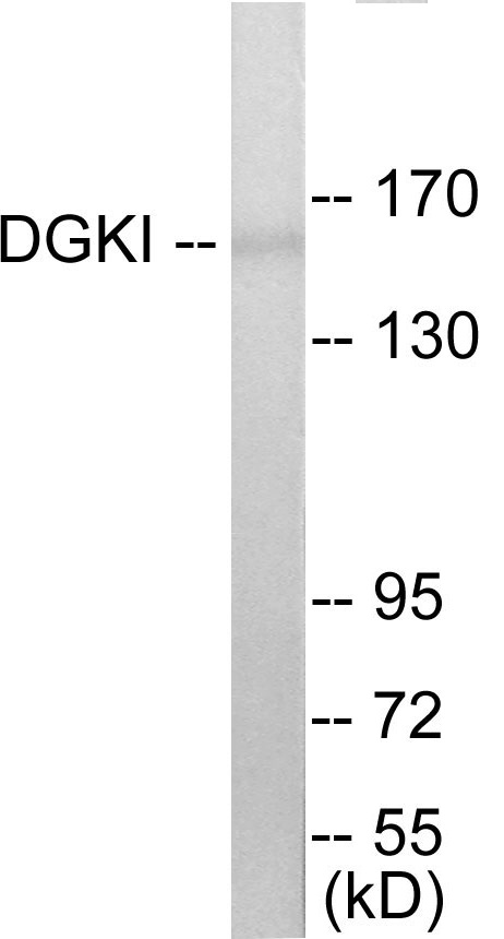 DGKI Cell Based ELISA Kit