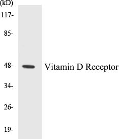 Vitamin D Receptor Cell Based ELISA Kit