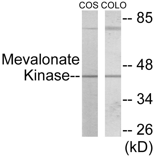Mevalonate Kinase Cell Based ELISA Kit