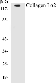 Collagen alpha I Cell Based ELISA Kit