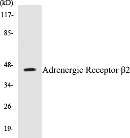 Adrenergic Receptor beta 2 Cell Based ELISA Kit