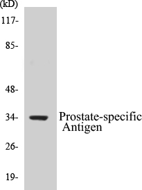 Prostate-specific Antigen Cell Based ELISA Kit