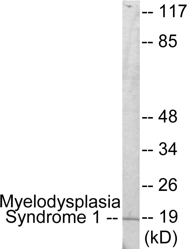 Myelodysplasia Syndrome 1 Cell Based ELISA Kit